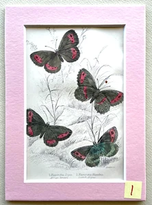 Jardín 1836-1843 MARIPOSAS Coloreadas a Mano IMPRESIÓN ANTIGUA/5x7"/Estera - ¡TÚ ELIGES! - Imagen 1 de 24