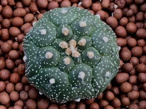 Astrophytum asterias KIKKO NUDUM exotic japan cactus 10 SEED+ PHYTO certificate - Picture 1 of 2
