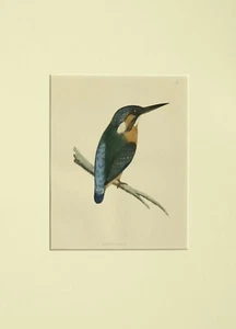 Ornitologia Martin Pescatore Stampa 1872. - Bild 1 von 1