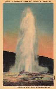 Vintage Old Faithful Geyser at Sunset Yellowstone National Park Linen Postcard - Picture 1 of 2