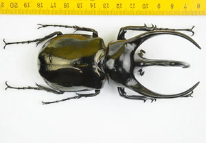 BEETLE - Chalcosoma caucasus kirbyi (119mm+) - Malaysia - 7980 - Picture 1 of 1