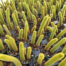 Cleistocactus winteri Golden Rat Tail Cactus