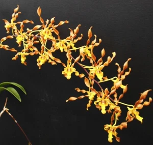 SPECIES ORCHID Dendrobium trilamellatum APQ # 054026 - Picture 1 of 4