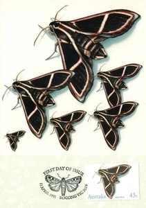 Postal de Australia Hawk Moth 1991 Maxicard cancelada en Bogong - como nueva - Imagen 1 de 2