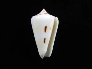 Sea Shell Conus Leehmani 58,4 mm ID#8614 - Imagen 1 de 3