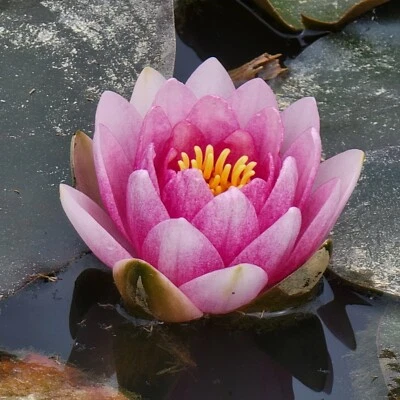 Pink Flowering Pond Lily Root Ball Aprox 2 Lbs USA Origin ,Shipped Fast & Fresh  - Image 1 of 4