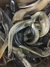 13 "-14" medio pulido / pulido completo Ram Horn Shofars.10 piezas mucho.Promotion deal