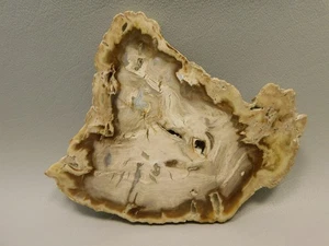 Petrified Wood Water Cypress Root Polished Round Slab Sunnyside #O9 - Picture 1 of 7