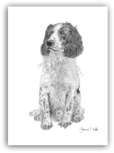 ENGLISH SPRINGER SPANIEL GREETINGS CARD - From Original Drawing By Joanne T Kell - Picture 1 of 2