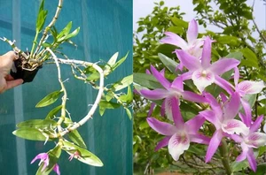 Dendrobium Rainbow Dance, orchidée, Orchid - Foto 1 di 1
