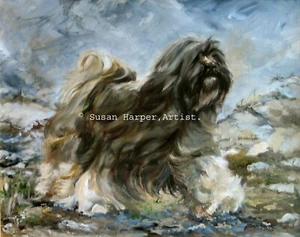 Tibetan Terrier Signed Dog Print by Susan Harper Unmounted - Picture 1 of 2