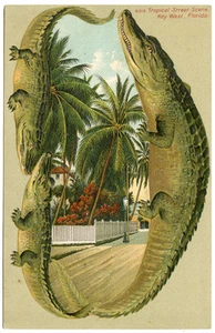 Alligator Border515 Key West Florida Tropical Street Scene - Picture 1 of 2