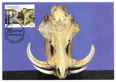 Maxicard del Museo de Ciencias de la Calavera de Jabalí Africano Universidad de Coimbra Portugal 2019 Foto 1 de 2