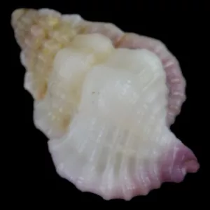 GYRINEUM LACUNATUM (Olango Isl., Filippine) 8,8 mm #47341 - Foto 1 di 4