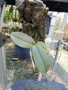 Phalaenopsis gigantea Mounted cork bark RARE SPECIES