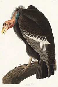 Buitre californiano J.J. Audubon Birds of America Giclee Estampado Artístico + Envío Gratuito - Imagen 1 de 4