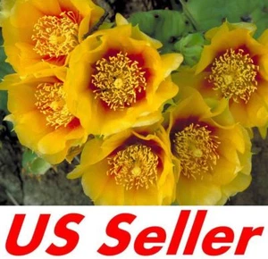 40 Seeds G134, Sweet Yellow Prickly Pear Cactus Seeds - Picture 1 of 4