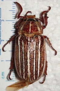 Scarabaeidae Melolonthinae Polyphylla sp. Stecker 33,7 mm Utah #55P Käfer Insekt - Bild 1 von 2