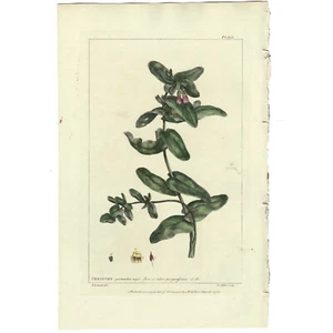 Rare 1756 Phillip Miller Large Hand-Colored Folio Engraving, Pl. XCI CERINTHE - Picture 1 of 6