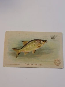 Vintage Arm & Hammer Golden Shiner Fish Card #4 1900 Church & Co. New York - Picture 1 of 8