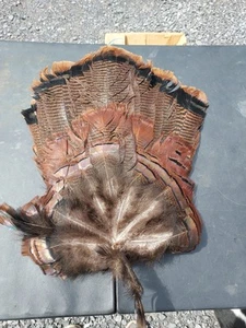 Wild Turkey Tail Fan - Picture 1 of 9