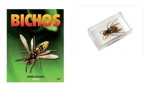 5. Giant Wasp - Thailand and fascicle, INSECTS PRESERVED IN PLASTIC RESIN - Picture 1 of 9