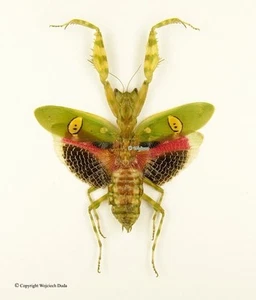 Creobroter gemmatus, female, beautiful, Spread - Picture 1 of 1