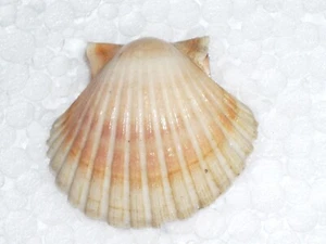PECTEN JACOBAEUS SPECIAL ORANGE - Picture 1 of 2