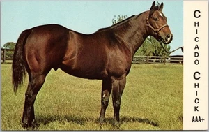 1960s Los Molinos, CA / HORSE ADVERTISING Postcard "Chicado Chick" Big M Stables - Picture 1 of 2