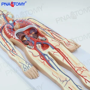 90cm Modelo de circulación sanguínea humana, sistema médico de anatomía humana enseñanza SIDA - Imagen 1 de 8