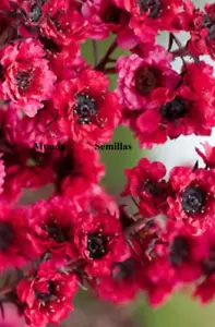 Leptospermum scoparium Manuka , mirto flores para miel 500 semillas - Imagen 1 de 1