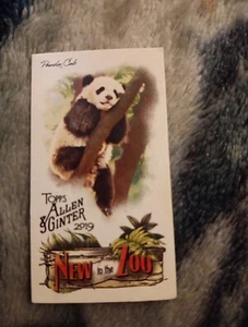 2019 Topps Allen & Ginter Panda Cub Mini Card - #NTTZ-6 - New To The Zoo - Bild 1 von 2