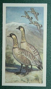 HAWAIIAN GOOSE NENE Illustrated Card EE02 - Picture 1 of 1