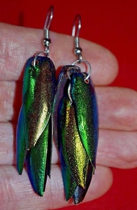 Pendientes de escarabajo joya verde metálico brillante cuelgantes exoesqueleto de alas delanteras Elytra - Imagen 1 de 2