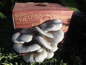 Austernpilze aus der Bio Box, zu 100% BIO, kinderleicht & schnell - Bild 1 von 7