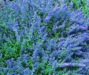 CATMINT BLUE Nepeta Mussinii - 500 Bulk Seeds - Picture 1 of 1