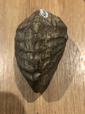 Pholadomya Fossil Bivalve Jurassic - Image 1 of 4