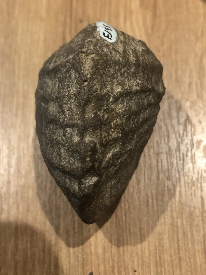 Pholadomya Fossil Bivalve Jurassic - Image 1 of 4