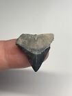 .97 inch Bull Shark Tooth Fossil Florida