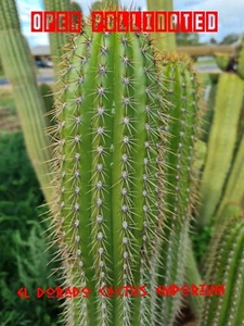Echinopsis SPACHIANUS Self Pollinated Cactus Seeds X100 - Picture 1 of 1