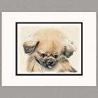 Pekingese Dog Original Art Print 8x10 Matted to 11x14