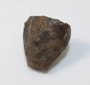 Crinoide, Procupressocrinites gracilis, Devon, Givet, Ahütte, Eifel, BRD -a350 - Bild 1 von 6