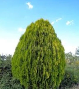 50 Book pine tree seeds. We the growers. Organic Nice trees. Free seeds if need - Picture 1 of 2