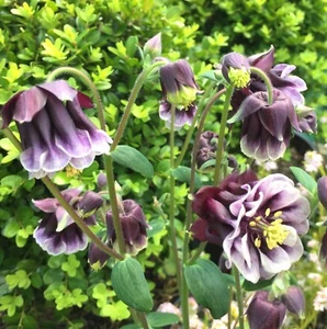 Aquilegia Double Pleat Blackberry 40+ Seeds - Picture 1 of 3