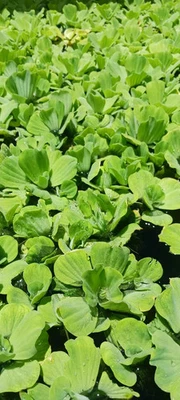 Water Lettuce (Pistia stratiotes) - MINIMUM ORDER (8 plants) - Image 1 of 4