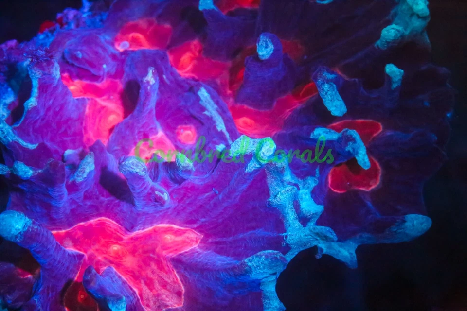 Cornbred's Vampire Bite Pectinia - Frag - CORAL VIVO Foto 1 de 1