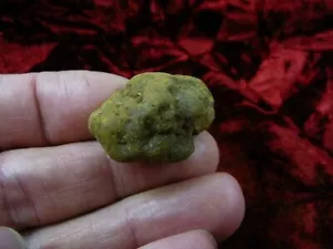 (PP450-50) 1" Genuine Fossil TURTLE POOP Coprolite DUNG WEIRD Washington state - Picture 1 of 1