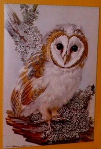 Framed print by listed artist BASIL EDE of BARN OWL perched on a decaying branch - Picture 1 of 3