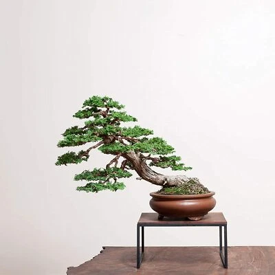 20 Hinoki Cypress Bonsai Tree Seeds to Grow Evergreen Bonsai Tree - Image 1 of 2