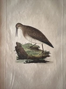 Ornithology Etching 1823 "Purre" - Picture 1 of 4